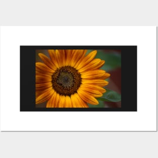 Sunflower Series XVIII Posters and Art